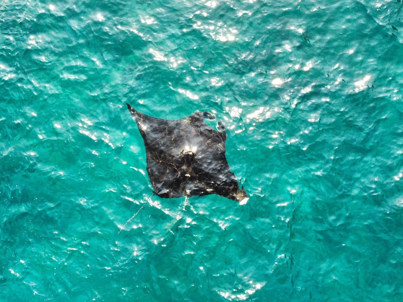 Een manta van bovenaf in helder turquoise water bij Nusa Penida